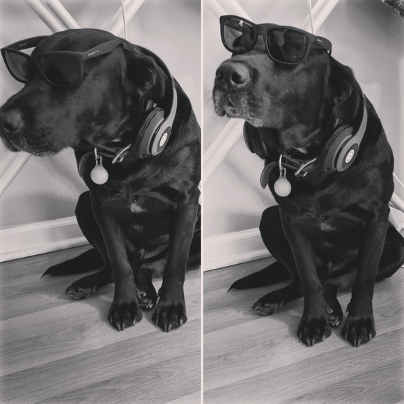 Meet your Posher, Kala - Picture 5 of 7